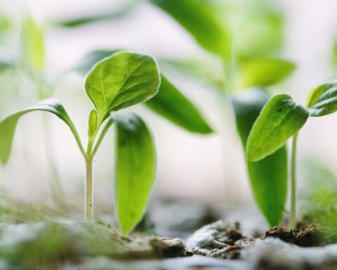 How Life Cycle Assessment Helps Your Business Meet ESG Goals