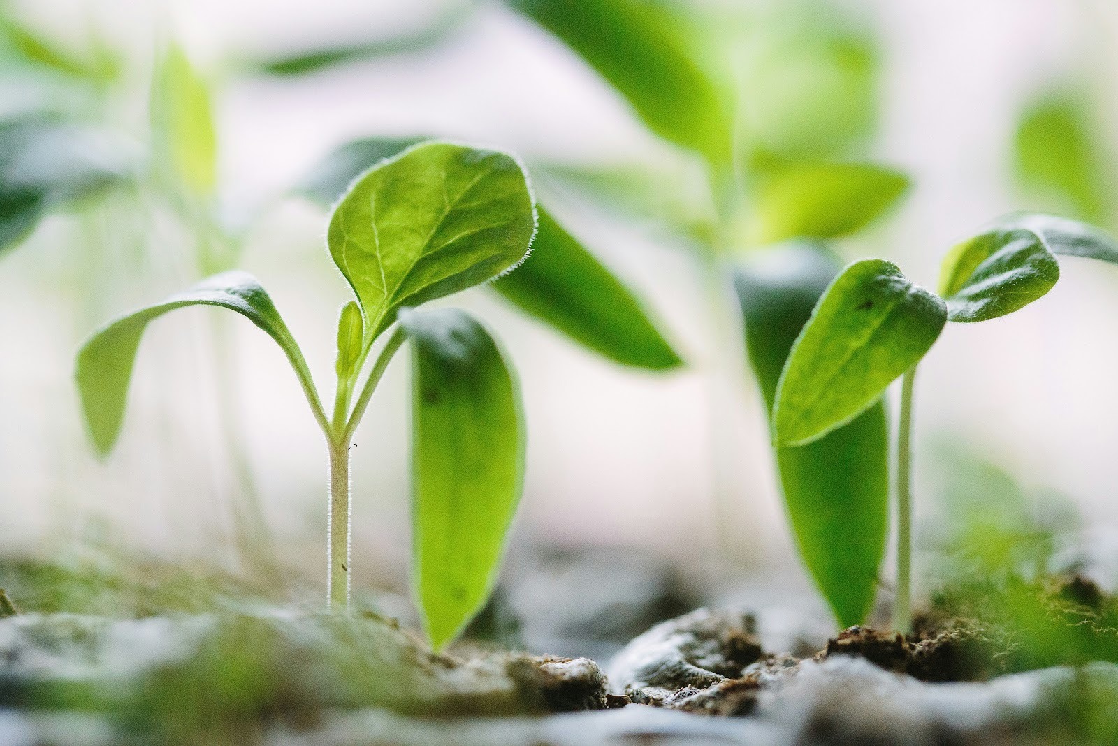 How Life Cycle Assessment Helps Your Business Meet ESG Goals