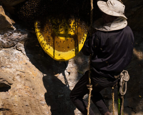 Honey Hunting