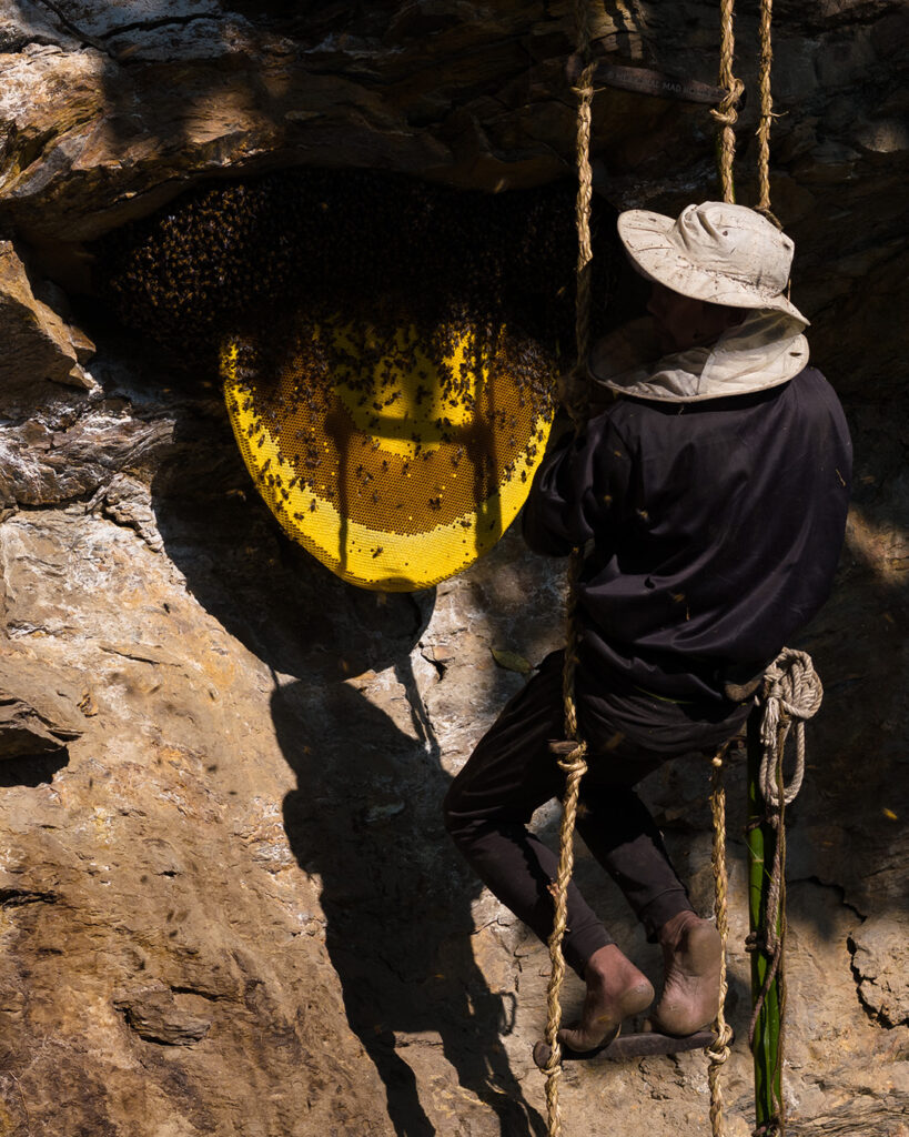 Honey Hunting