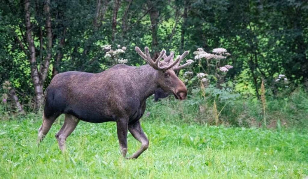 Viltnemnda