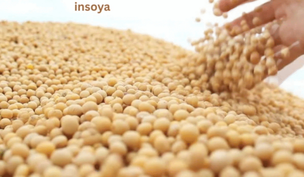 Insoya 