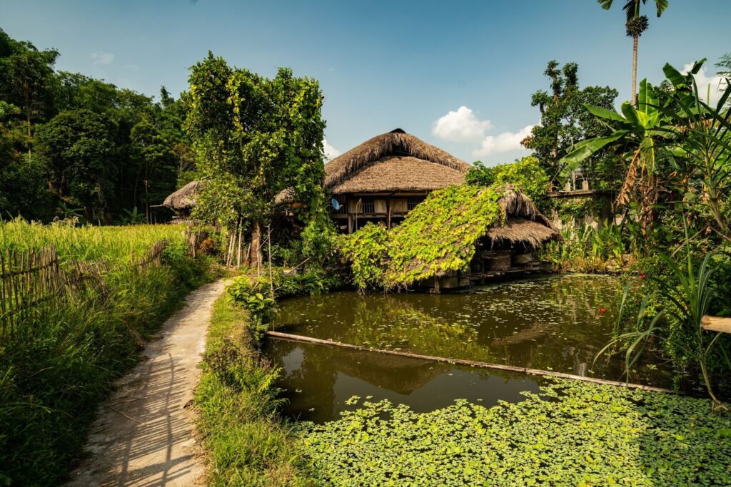 Bamboo