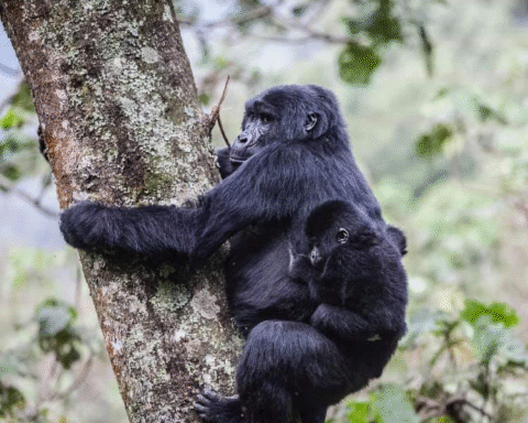 Gorilla