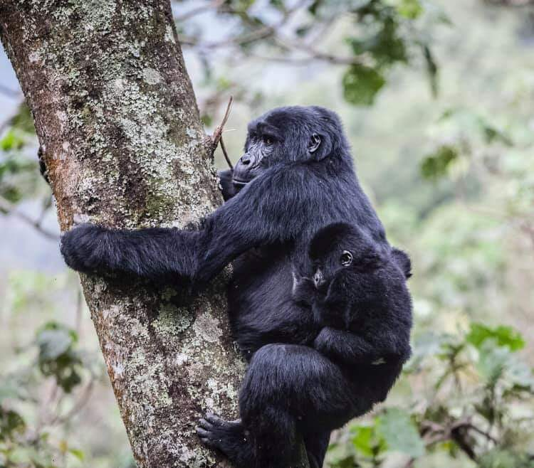 Gorilla