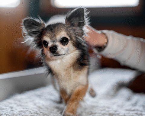 Chihuahua