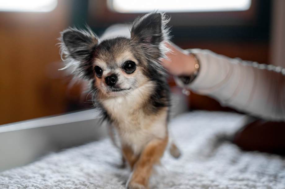 Chihuahua