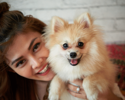Pomeranian