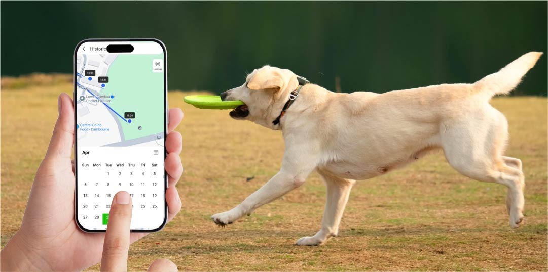 Dog Phone