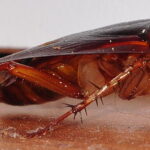 Cockroach