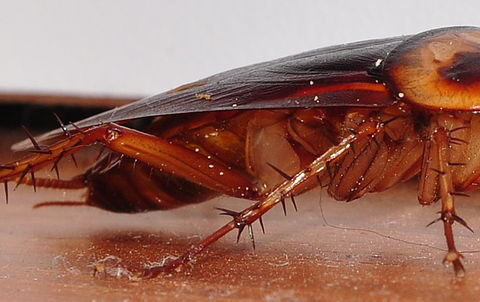 Cockroach