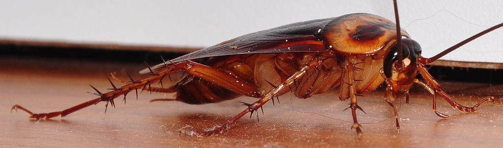 Cockroach