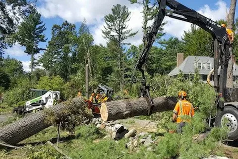 Expert Tree Removal for a Safer Property