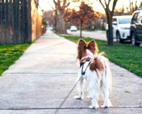 how to prevent dogs from defecating on your lawn