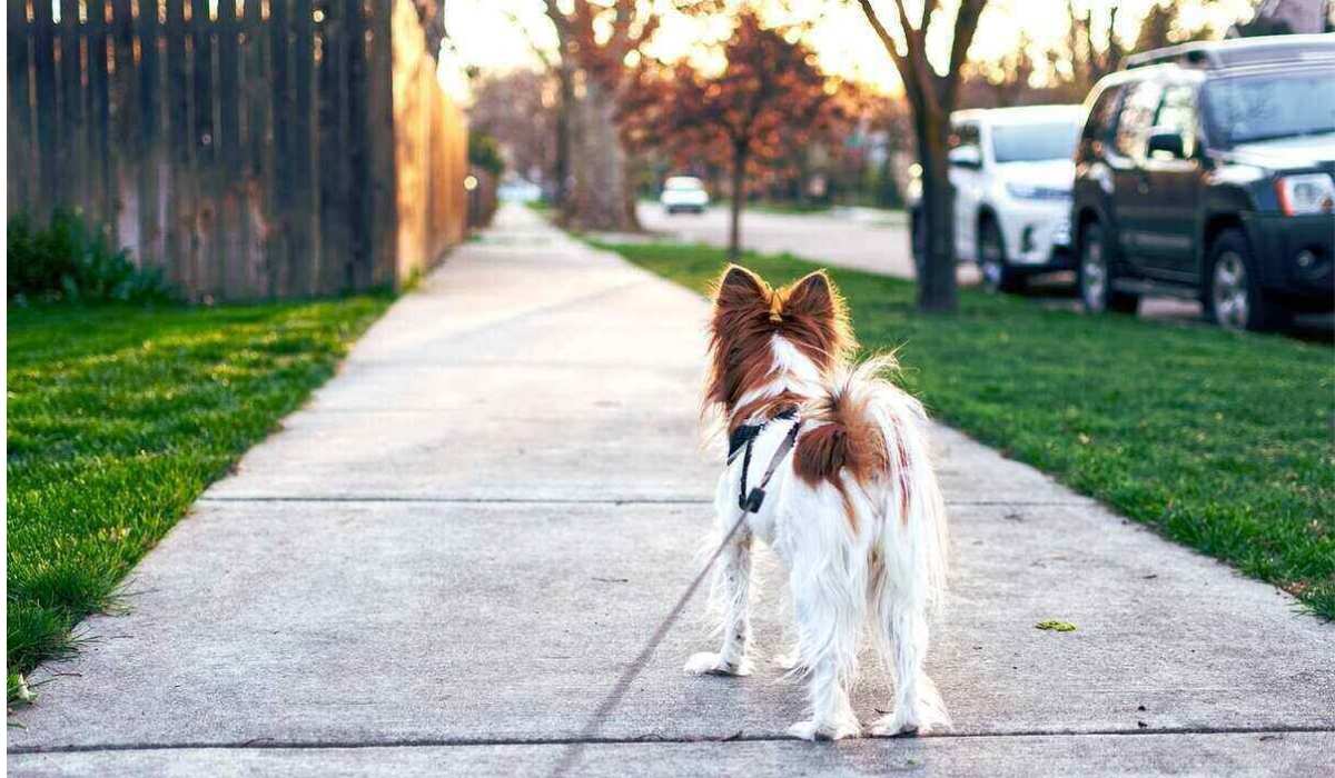 how to prevent dogs from defecating on your lawn