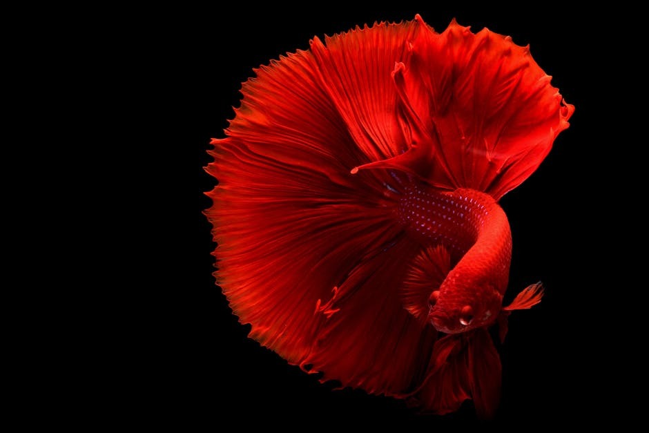 Betta