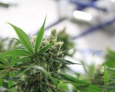 The Role of Cannabis