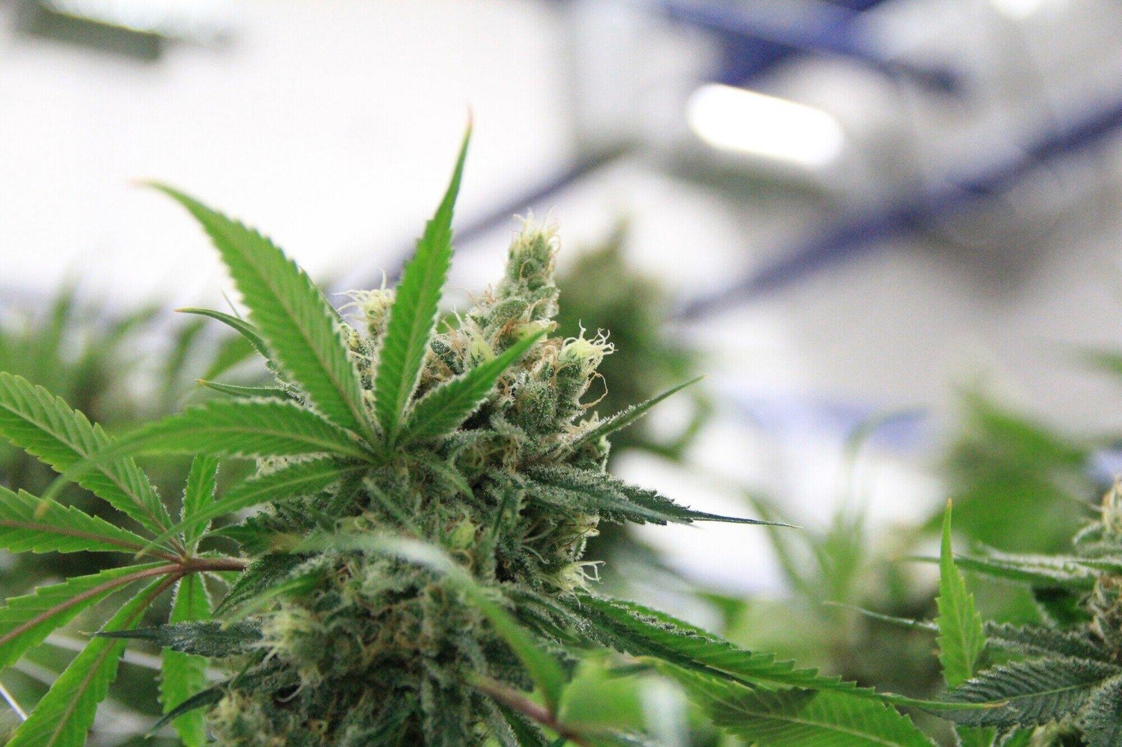 The Role of Cannabis