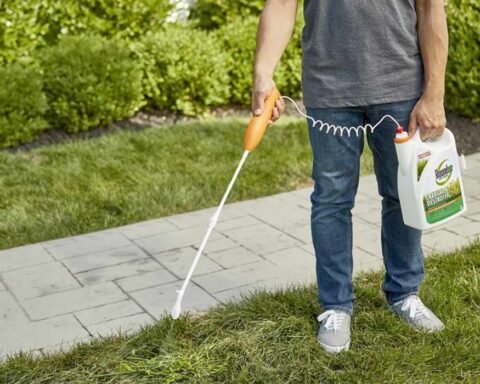 Best Lawn Weed Killer
